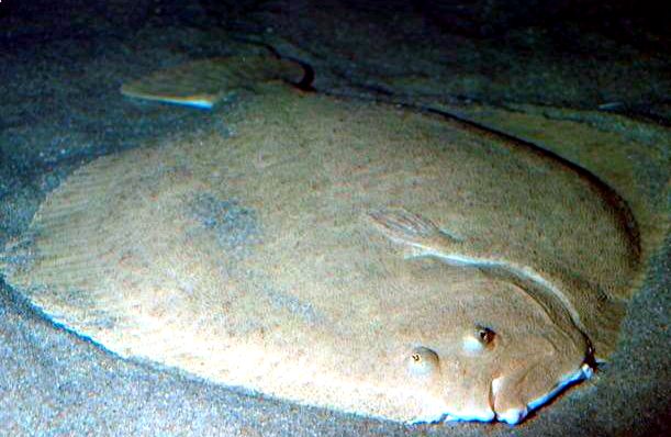 Scophthalmus maximus_03.jpg